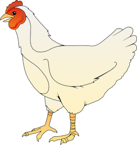 Une poule blanche