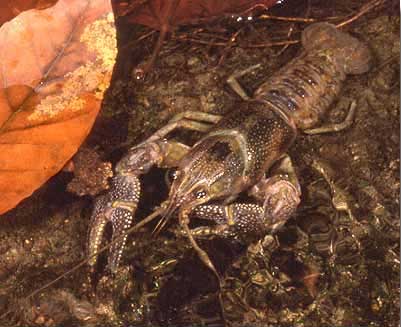 Crawdad Song - Chansons enfantines  américaines - États-Unis - Mama Lisa's World en français: Comptines et chansons pour les enfants du monde entier  - Intro Image