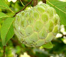 The Parrot is on the Custard-Apple Tree - Bangladeshi Children's Songs - Bangladesh - Mama Lisa's World: Children's Songs and Rhymes from Around the World - Comment After Song Image The Parrot is on the Custard-Apple Tree - Bangladeshi Children's Songs - Bangladesh - Mama Lisa's World: Children's Songs and Rhymes from Around the World - Comment After Song Image