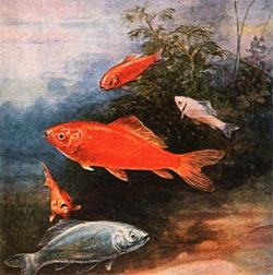 Little Fishes in a Brook - American Children's Songs - The USA - Mama Lisa's World: Children's Songs and Rhymes from Around the World  - Intro Image