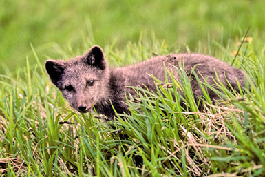 Der Fuchs geht um - Canciones infantiles alemanas - Alemania - Mamá Lisa's World en español: Canciones infantiles del mundo entero  - Intro Image