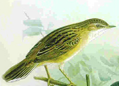 Der Goldvogel - German Children's Songs - Germany - Mama Lisa's World: Children's Songs and Rhymes from Around the World - Intro Image Der Goldvogel - German Children's Songs - Germany - Mama Lisa's World: Children's Songs and Rhymes from Around the World - Intro Image