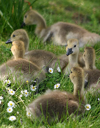 Wolle Gänschen<br />(Woolly Goslings)