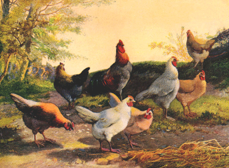 Chicken, Rooster, Hen, Pullet - Chansons enfantines australiennes - Australie - Mama Lisa's World en français: Comptines et chansons pour les enfants du monde entier  - Intro Image