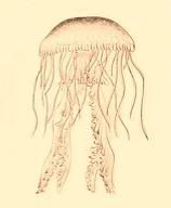 A Jelly-Fish - American Children's Songs - The USA - Mama Lisa's World: Children's Songs and Rhymes from Around the World - Intro Image A Jelly-Fish - American Children's Songs - The USA - Mama Lisa's World: Children's Songs and Rhymes from Around the World - Intro Image