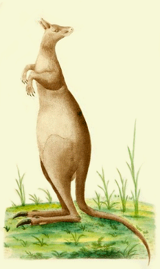 Kangaroo, Skippy-roo - Australian Children's Songs - Australia - Mama Lisa's World: Children's Songs and Rhymes from Around the World  - Intro Image