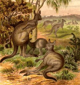 Old Jumpety-Bumpety-Hop-and-Go-One - Chansons enfantines australiennes - Australie - Mama Lisa's World en français: Comptines et chansons pour les enfants du monde entier  - Intro Image