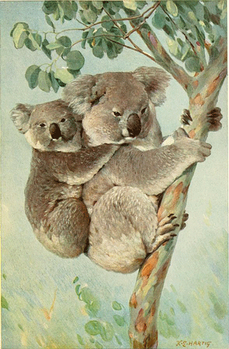 Cuddly Koalas - Australian Children's Songs - Australia - Mama Lisa's World: Children's Songs and Rhymes from Around the World  - Intro Image