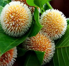 কদম তলা (Kodom Tola) - Chansons enfantines bangladaises - Bangladesh - Mama Lisa's World en français: Comptines et chansons pour les enfants du monde entier - Intro Image কদম তলা (Kodom Tola) - Chansons enfantines bangladaises - Bangladesh - Mama Lisa's World en français: Comptines et chansons pour les enfants du monde entier - Intro Image