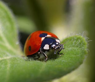 Ladybug, Ladybug