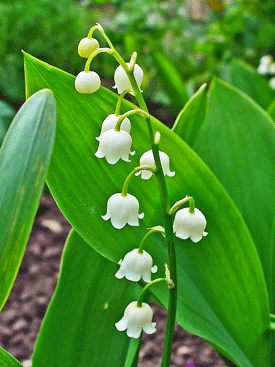 White Coral Bells - Chansons enfantines  américaines - États-Unis - Mama Lisa's World en français: Comptines et chansons pour les enfants du monde entier  - Intro Image