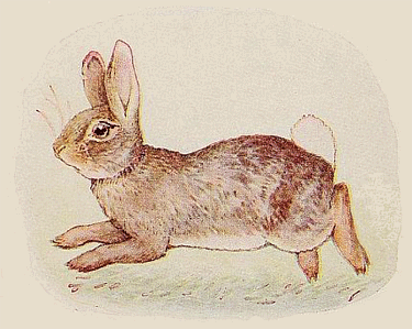Here is a Bunny - American Children's Songs - The USA - Mama Lisa's World: Children's Songs and Rhymes from Around the World - Intro Image Here is a Bunny - American Children's Songs - The USA - Mama Lisa's World: Children's Songs and Rhymes from Around the World - Intro Image