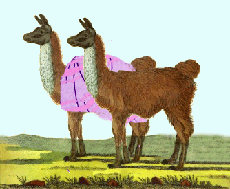 Two Tenderly Nurtured Young Llamas - American Children's Songs - The USA - Mama Lisa's World: Children's Songs and Rhymes from Around the World  - Intro Image