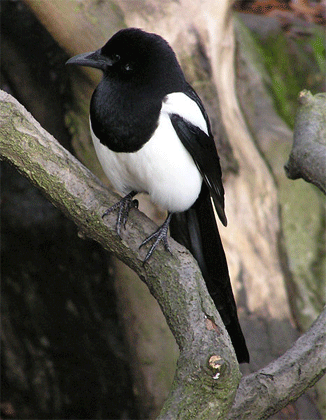 Photo of a Magpie from Wiki