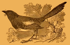 A Magpie Sat on a Pear Tree - English Children's Songs - England - Mama Lisa's World: Children's Songs and Rhymes from Around the World  - Intro Image