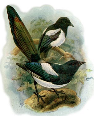 One for Sorrow (Magpies) - English Children's Songs - England - Mama Lisa's World: Children's Songs and Rhymes from Around the World - Intro Image One for Sorrow (Magpies) - English Children's Songs - England - Mama Lisa's World: Children's Songs and Rhymes from Around the World - Intro Image