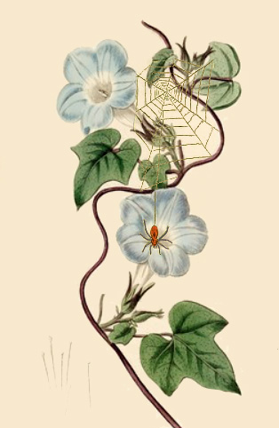 A Spider Web - American Children's Songs - The USA - Mama Lisa's World: Children's Songs and Rhymes from Around the World - Intro Image A Spider Web - American Children's Songs - The USA - Mama Lisa's World: Children's Songs and Rhymes from Around the World - Intro Image
