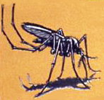 Mosquito One, Mosquito Two - Caribbean Children's Songs - West Indies - Caribbean - Mama Lisa's World: Children's Songs and Rhymes from Around the World  - Intro Image