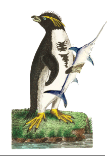 A Penguin - American Children's Songs - The USA - Mama Lisa's World: Children's Songs and Rhymes from Around the World - Intro Image A Penguin - American Children's Songs - The USA - Mama Lisa's World: Children's Songs and Rhymes from Around the World - Intro Image