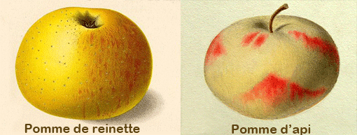 Pomme de reinette et pomme d'api