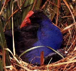 A Pukeko in a Ponga Tree - (The 12 Days of Christmas) - New Zealand and Maori Children's Songs - New Zealand - Mama Lisa's World: Children's Songs and Rhymes from Around the World  - Comment After Song Image