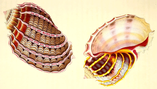 Sea Shell - American Children's Songs - The USA - Mama Lisa's World: Children's Songs and Rhymes from Around the World - Intro Image Sea Shell - American Children's Songs - The USA - Mama Lisa's World: Children's Songs and Rhymes from Around the World - Intro Image