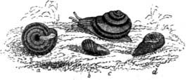 Snail, Snail, Shoot out your Horn - Chansons enfantines écossaises - Écosse - Mama Lisa's World en français: Comptines et chansons pour les enfants du monde entier  - Intro Image