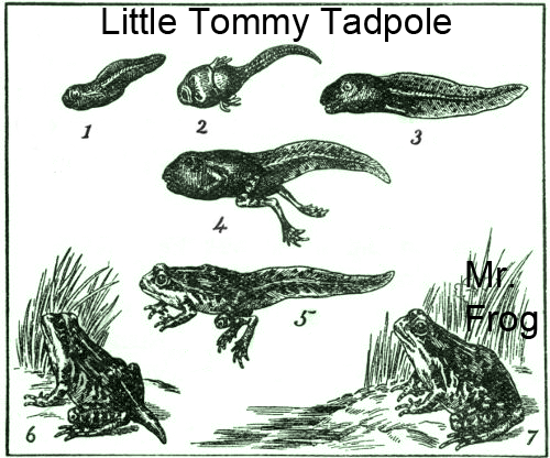 Growing Up - (Little Tommy Tadpole) - Australian Children's Songs - Australia - Mama Lisa's World: Children's Songs and Rhymes from Around the World  - Intro Image