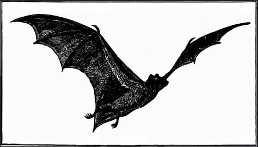 The Bat - American Children's Songs - The USA - Mama Lisa's World: Children's Songs and Rhymes from Around the World - Intro Image The Bat - American Children's Songs - The USA - Mama Lisa's World: Children's Songs and Rhymes from Around the World - Intro Image