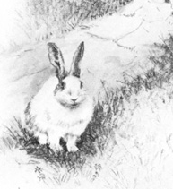 The Rabbit (By Mary Carolyn Davies) - American Children's Songs - The USA - Mama Lisa's World: Children's Songs and Rhymes from Around the World  - Intro Image