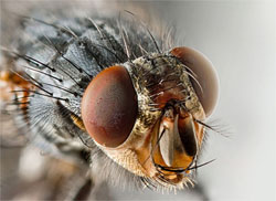 Close-up Photo of a Fly