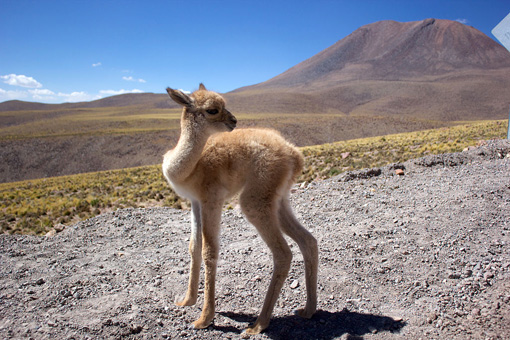 La vicuñita - Peruvian Children's Songs - Peru - Mama Lisa's World: Children's Songs and Rhymes from Around the World  - Comment After Song Image