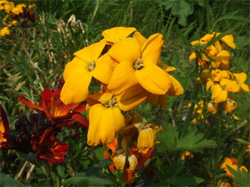 Wall Flowers  - Canciones infantiles irlandesas - Irlanda - Mamá Lisa's World en español: Canciones infantiles del mundo entero  - Intro Image