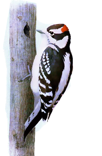 The Woodpecker - American Children's Songs - The USA - Mama Lisa's World: Children's Songs and Rhymes from Around the World  - Intro Image