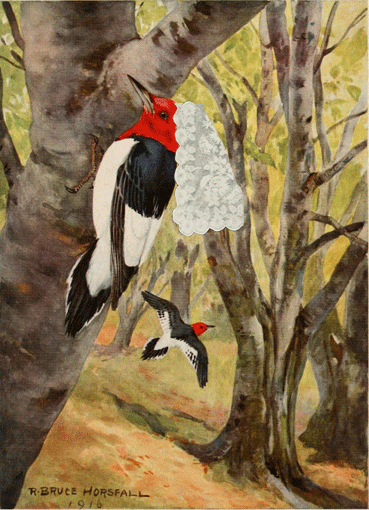 Redhead Woodpecker - African American Children's Songs - Historical African American - Mama Lisa's World: Children's Songs and Rhymes from Around the World  - Intro Image