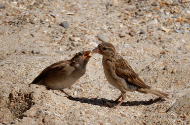 Eat, Birds, Eat - Chansons enfantines anglaises - Angleterre - Mama Lisa's World en français: Comptines et chansons pour les enfants du monde entier  - Intro Image