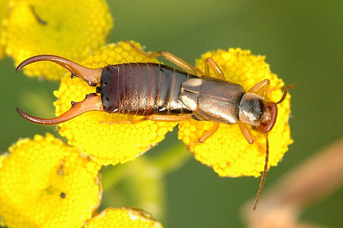 Earwig - Scottish Children's Songs - Scotland - Mama Lisa's World: Children's Songs and Rhymes from Around the World  - Intro Image