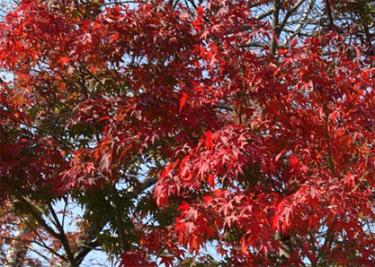 紅　葉 - (Momiji) - Chansons enfantines japonaises - Japon - Mama Lisa's World en français: Comptines et chansons pour les enfants du monde entier  - Intro Image