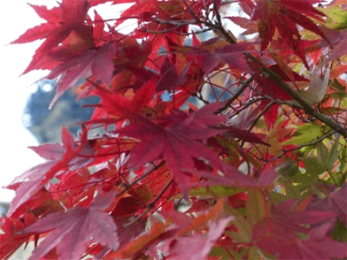 紅 葉 - (Momiji) - Japanese Children's Songs - Japan - Mama Lisa's World: Children's Songs and Rhymes from Around the World - Comment After Song Image 紅 葉 - (Momiji) - Japanese Children's Songs - Japan - Mama Lisa's World: Children's Songs and Rhymes from Around the World - Comment After Song Image