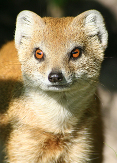 Sly Mongoose - Chansons enfantines antiguayennes  - Antigua-et-Barbuda - Mama Lisa's World en français: Comptines et chansons pour les enfants du monde entier  - Intro Image